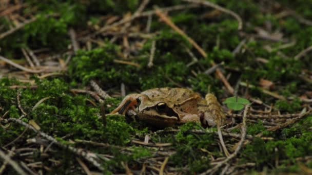 Grenouille agile 