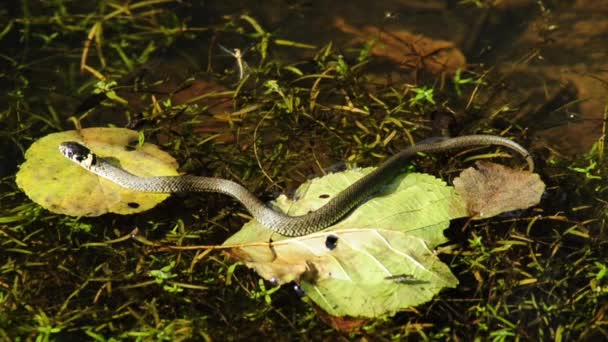 Grass snake — Stock Video