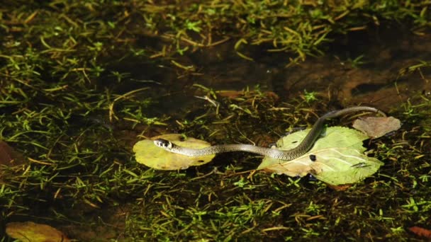 Serpiente de hierba — Vídeo de stock