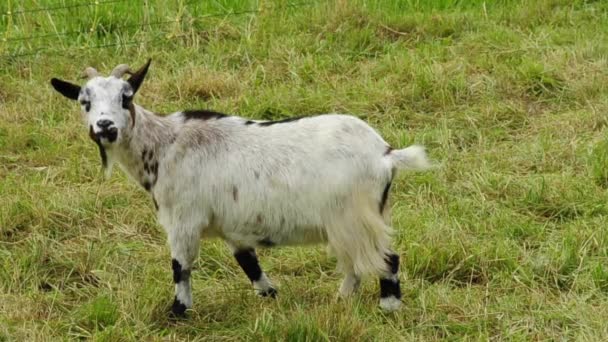 Cabra en un pasto — Vídeos de Stock