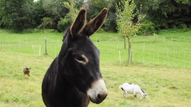 Donkey on a meadow — Stock Video