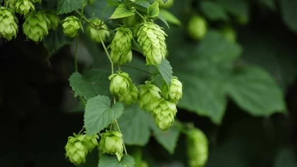 Hop fruits — Stock Video