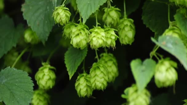 Hop fruits — Stock Video