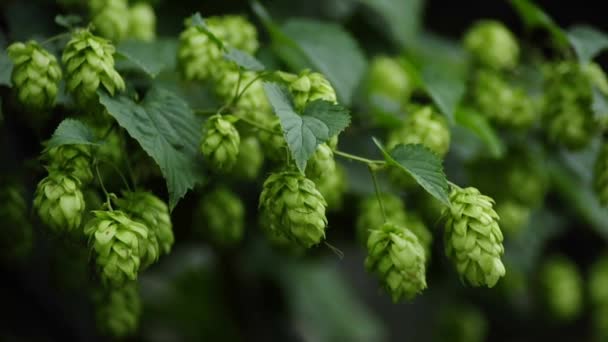 Fruits du houblon — Video