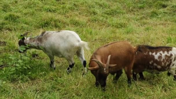 Chèvres sur un pâturage — Video