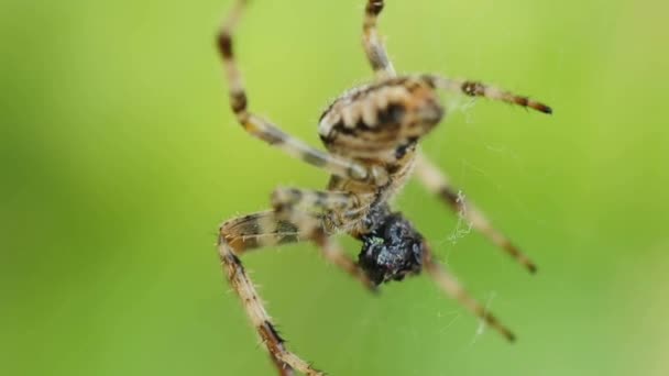 Araignée de jardin — Video