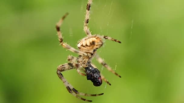 Araña de jardín — Vídeos de Stock