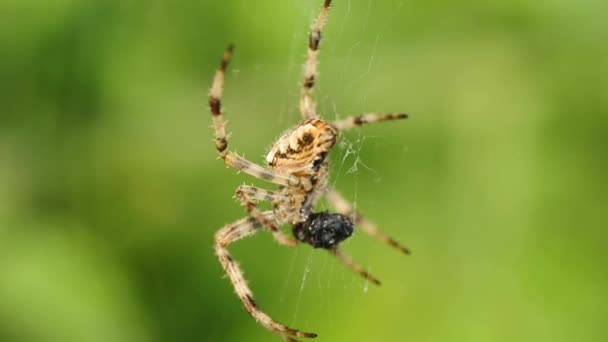 Садовый паук — стоковое видео