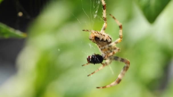 Bahçe örümcek — Stok video