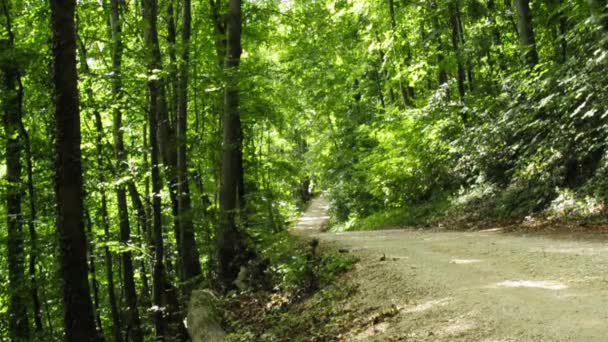 Pista forestal — Vídeos de Stock