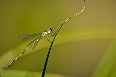 Mavi-teailed damselfy, mavi elegans