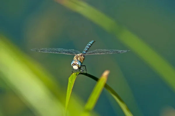 Emperor Dragonfly, Anax imperator — Stock Photo, Image