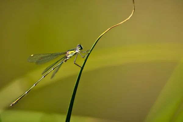 Niebieski teailed damselfy, ischnura elegans — Zdjęcie stockowe