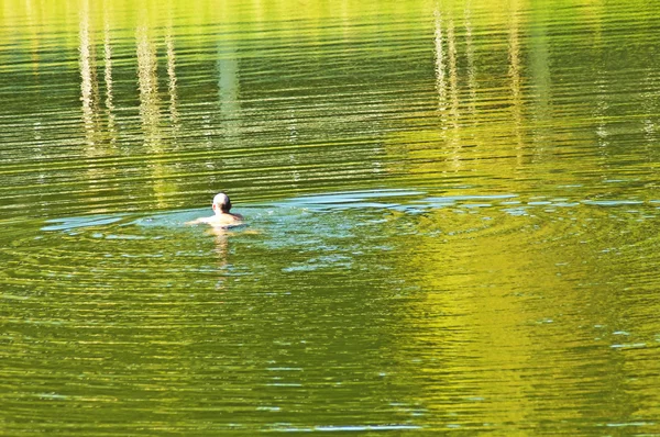 Swimming man in evening light — Stock Photo, Image