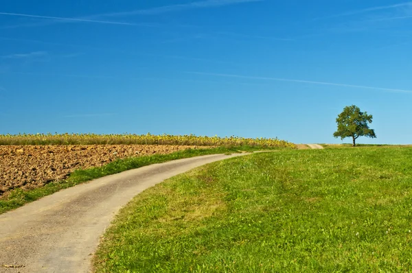 Tree with way — Stock Photo, Image