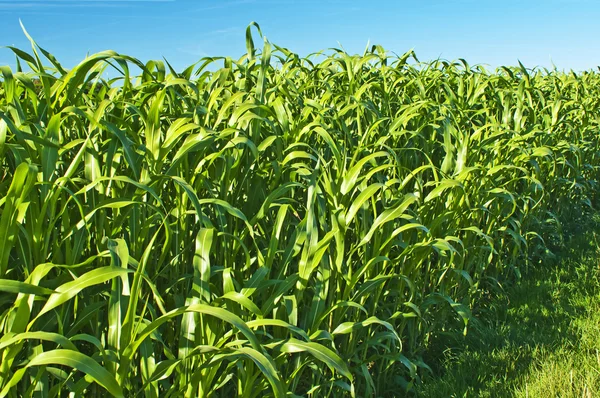 Sudán hierba, Sorghum sudanense planta de energía para el gas — Foto de Stock