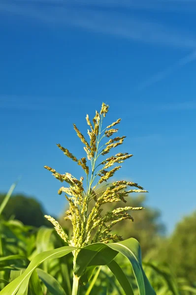 Sudán hierba, Sorghum sudanense planta de energía para el gas — Foto de Stock