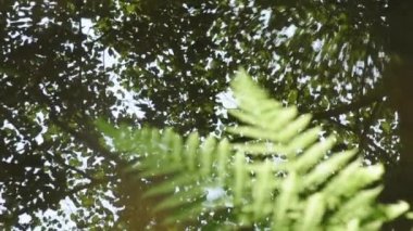 Fern, dere