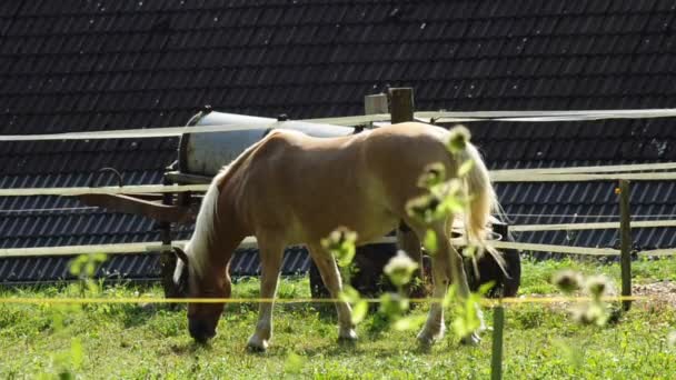 Paarden op een weiland — Stockvideo