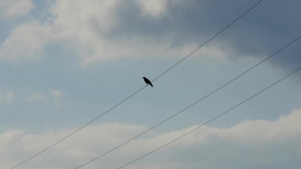 Rook on power line — Stock Video