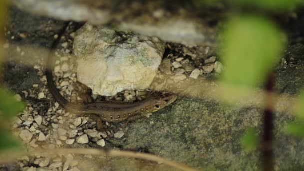 Lagarto de areia — Vídeo de Stock