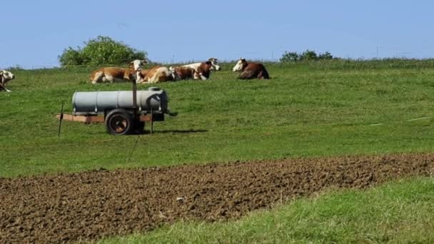 Vaca em um pasto — Vídeo de Stock