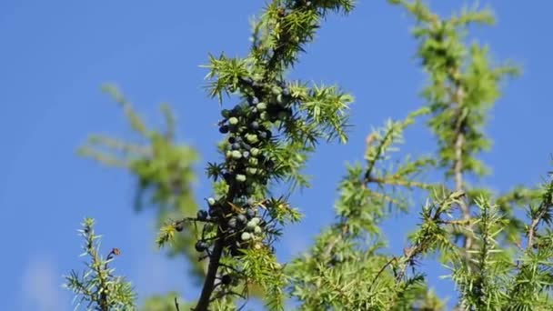 Juniper berries — Stock Video