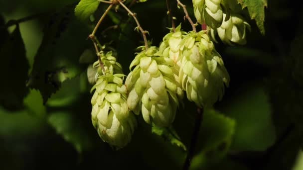 Floraison de houblon 