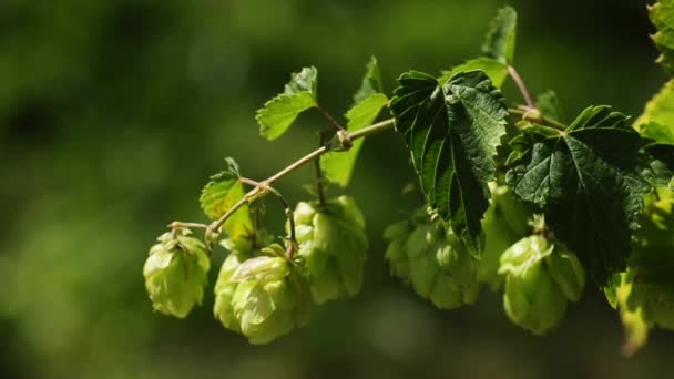 Floraison de houblon 