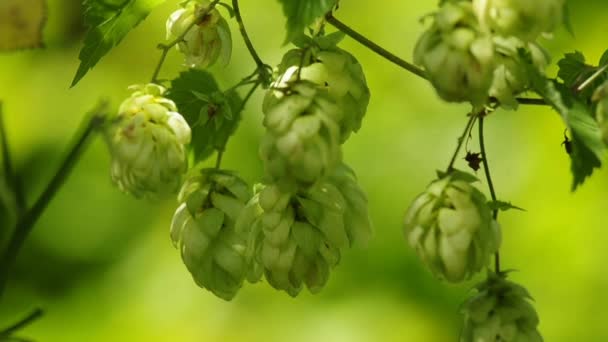 Floraison de houblon 