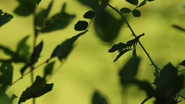 Plantes à un lac — Video