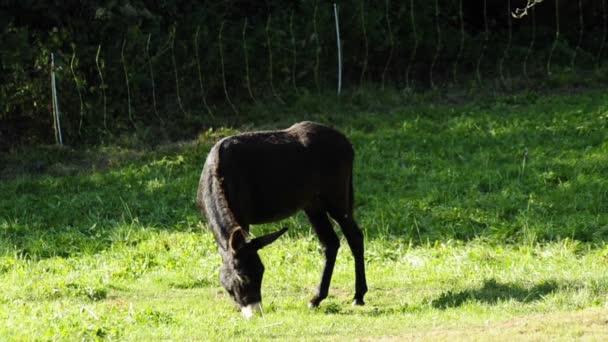 Esel auf einer Wiese — Stockvideo