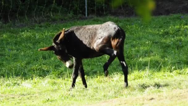 Burro en un prado — Vídeos de Stock