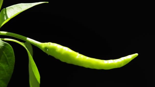 Peperoncino — Video Stock