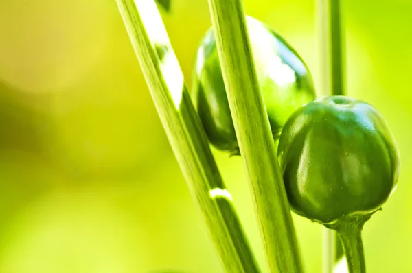 Green chili — Stock Photo, Image