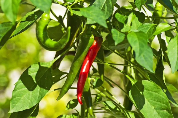 Chili red and green — Stock Photo, Image