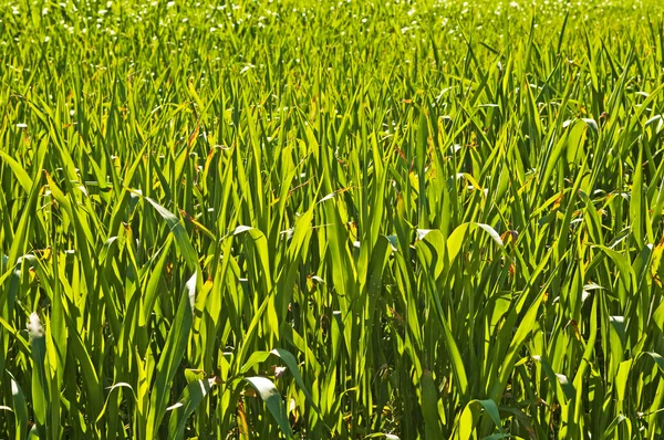 Sudão grama, Sorghum sudanense usina de energia para gás — Fotografia de Stock