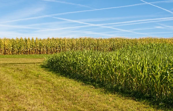 Sudán plantas de energía de pasto y maíz para gas y combustible — Foto de Stock