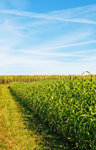 Sudan grass and corn energy plants for gas and fuel — Stock Photo, Image