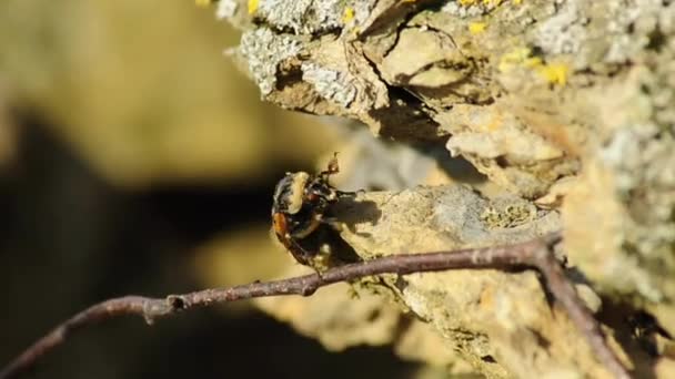 Temetkezési beetle — Stock videók