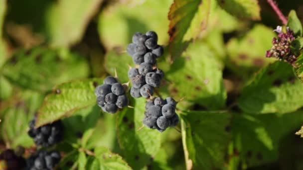 Baubiache berry — Video