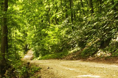 bir orman yolu