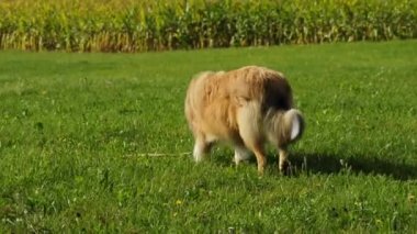 Collie köpek