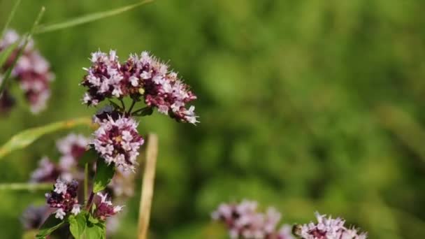 Oregano Blooming — Stock Video