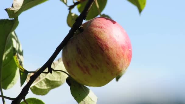 Спелое яблоко — стоковое видео