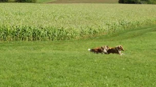 Collie-Hunde — Stockvideo