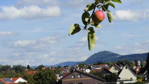 Apple tree with view to a hill — Stock Video