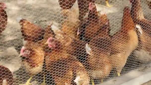 Hühner im Hühnerstall — Stockvideo