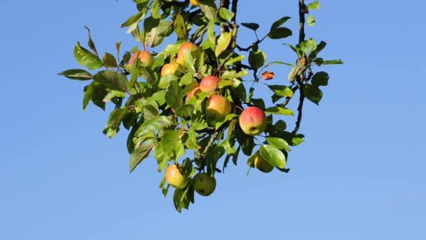 Стиглих яблук — стокове відео