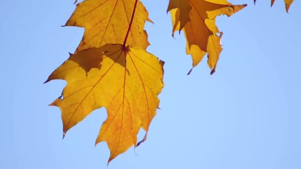 Hojas de arce en otoño — Vídeo de stock